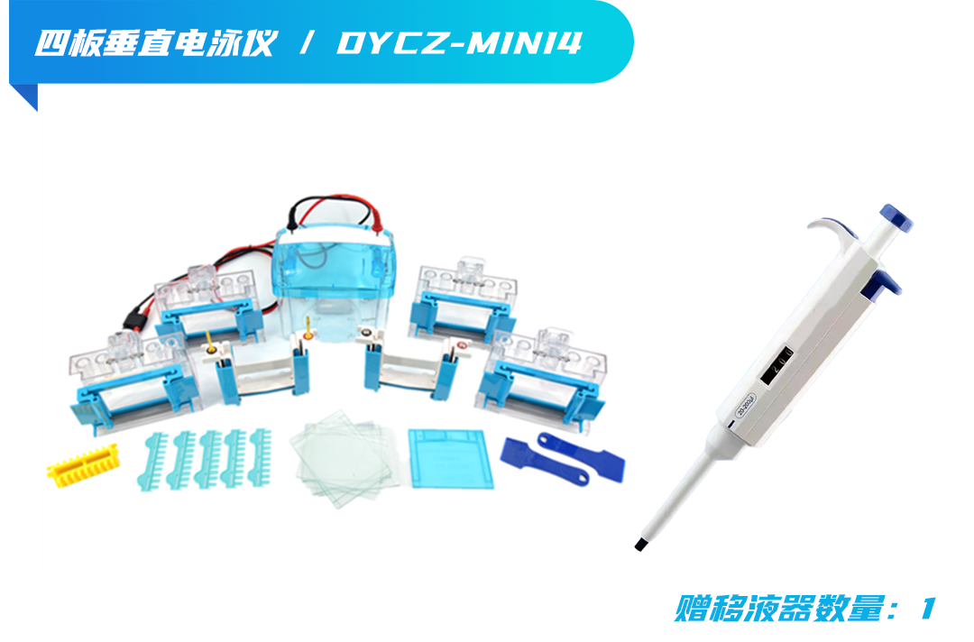 Четырехнологический вертикальный электрофорез 8. пнн